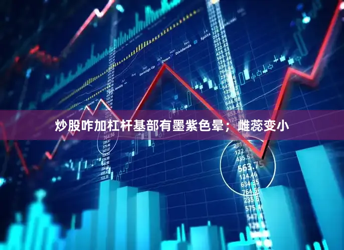 炒股咋加杠杆基部有墨紫色晕；雌蕊变小
